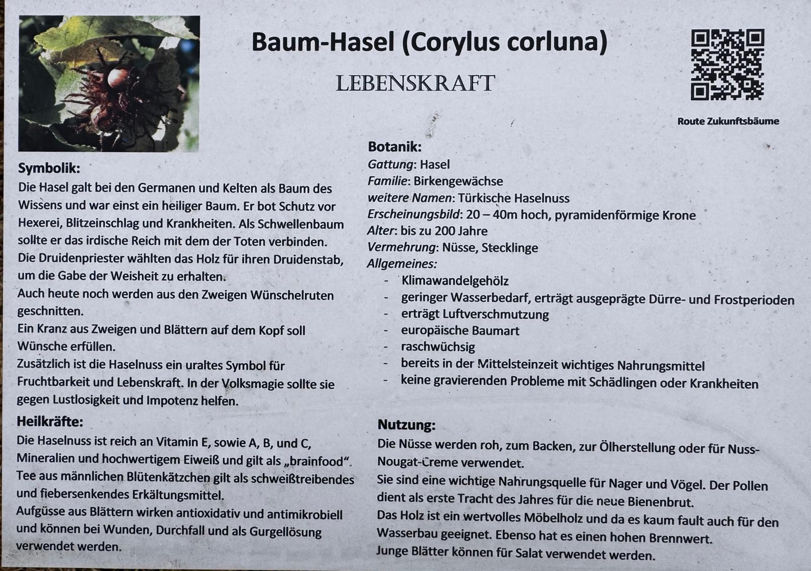 Heute beim Wahlspaziergang ist mir die Lebenskraft begegnet! Ein Haselnussbaum mit dem Namen meines Hundes (Hazel) und der Kraft meiner Therapie. 🥹🍀. Eine gute Symbolik an diesem wichtigen Tag!